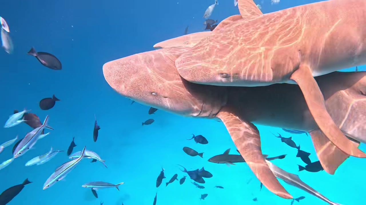 蔣圣龍老婆泳裝潛水與鯊魚游玩，這身材真是夠白的呀